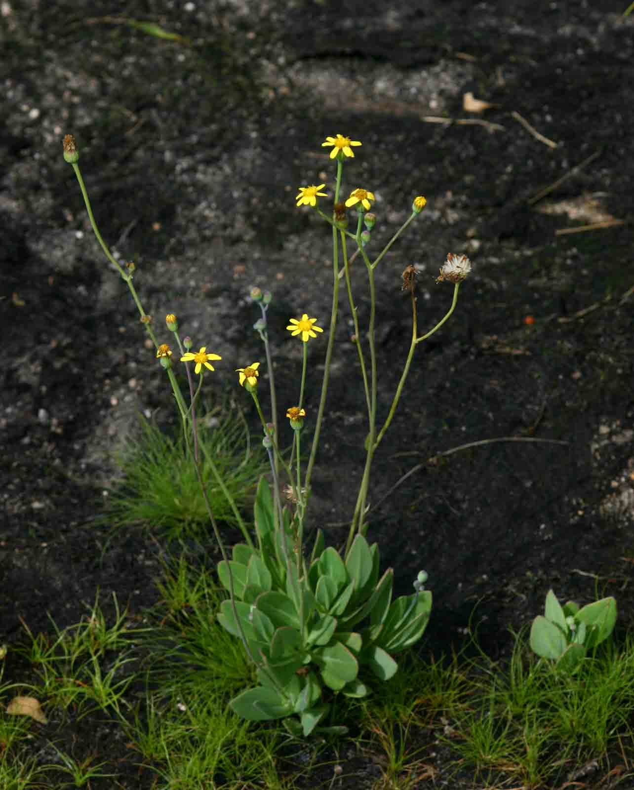 Senecio ruwenzoriensis Senecio ruwenzoriensis