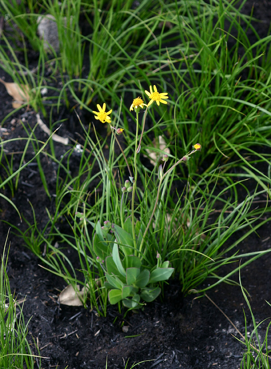 Senecio ruwenzoriensis Senecio ruwenzoriensis