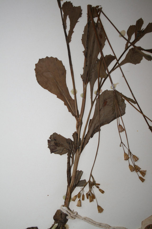 Emilia abyssinica var. abyssinica Emilia abyssinica var. abyssinica