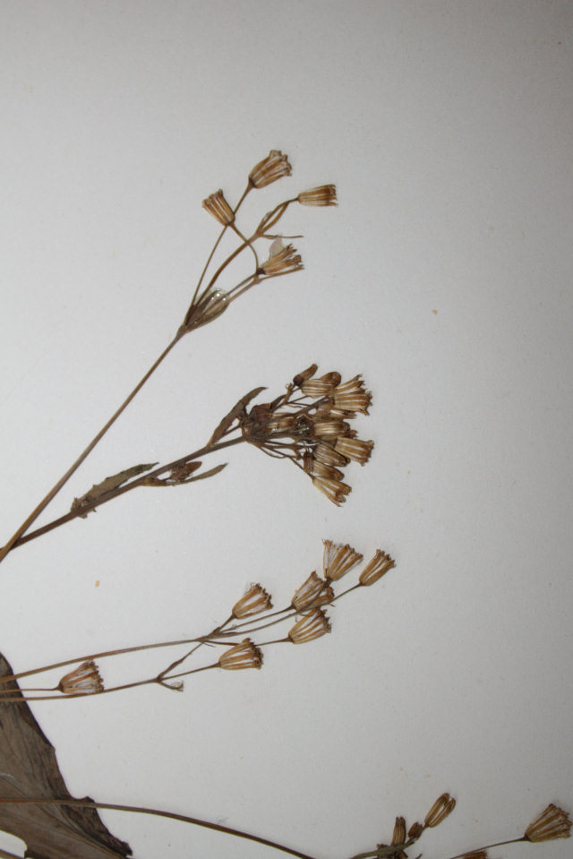 Emilia abyssinica var. abyssinica Emilia abyssinica var. abyssinica