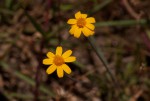 Emilia brachycephala