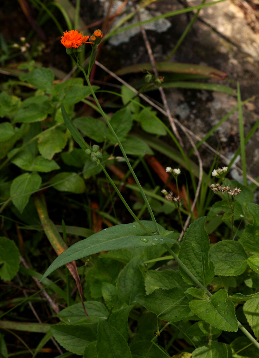 Emilia coccinea Emilia coccinea