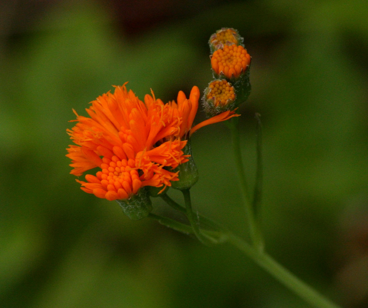 Emilia coccinea Emilia coccinea