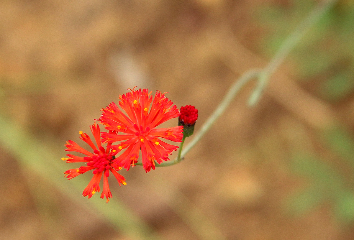 Emilia coccinea
