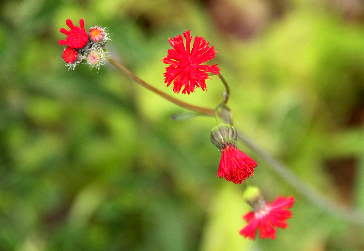 Emilia coccinea