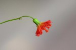 Emilia coccinea