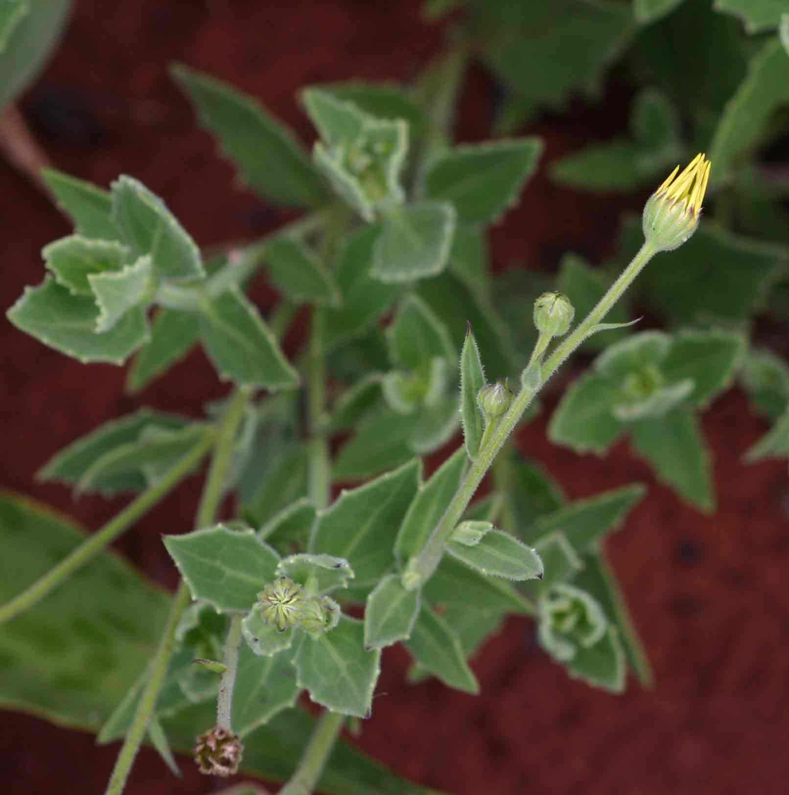 Osteospermum monocephalum