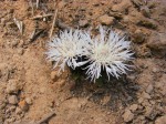 Centaurea praecox