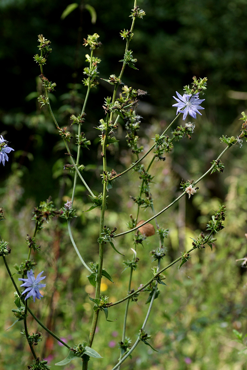 Cichorium intybus
