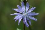 Cichorium intybus
