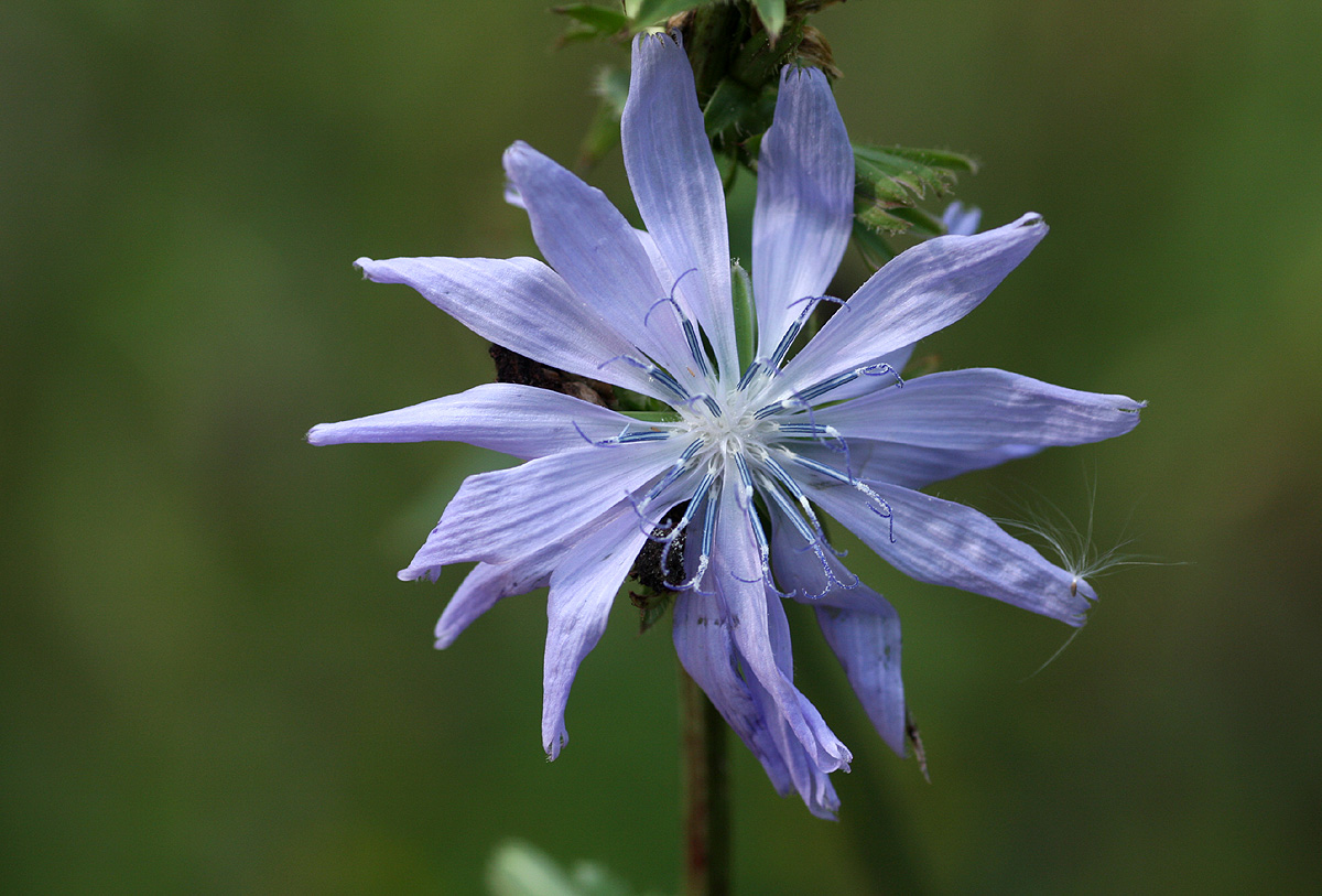 Cichorium intybus Cichorium intybus