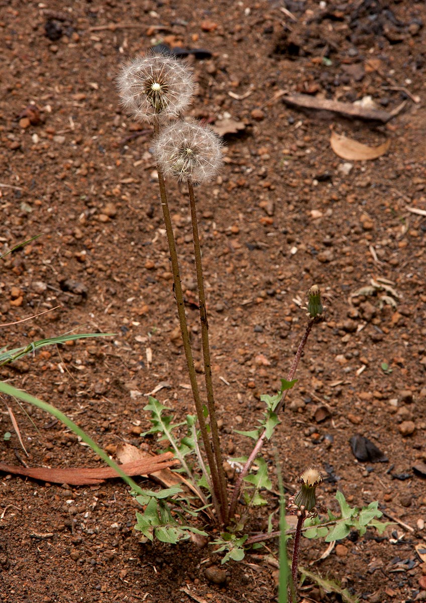Taraxacum sp.