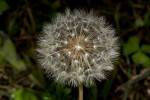 Taraxacum sp.