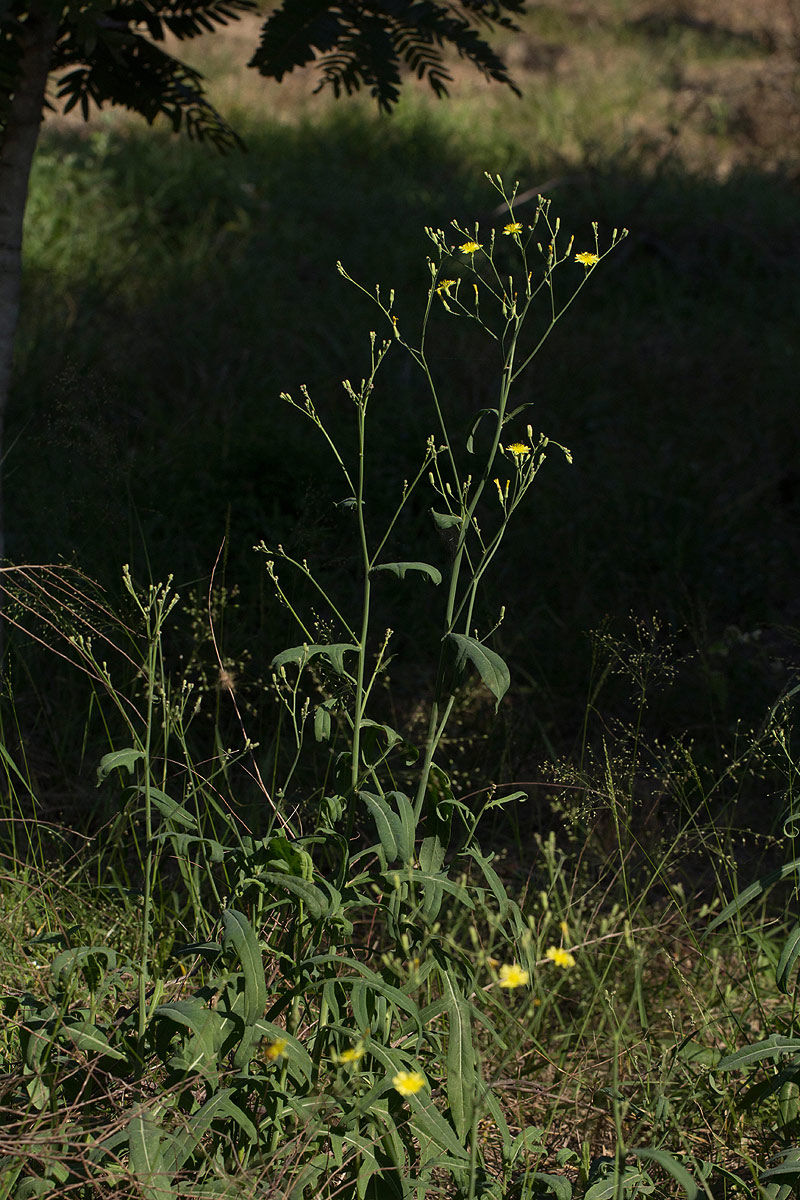 Launaea cornuta Launaea cornuta