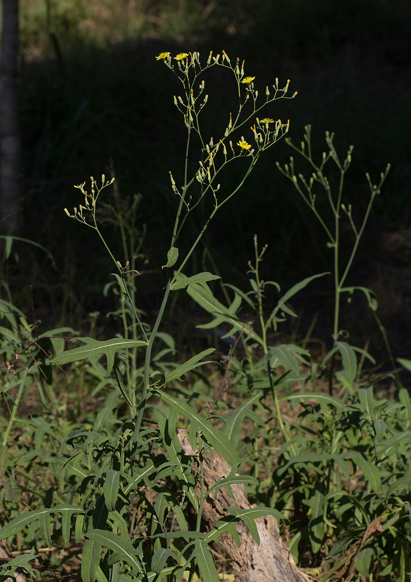 Launaea cornuta Launaea cornuta