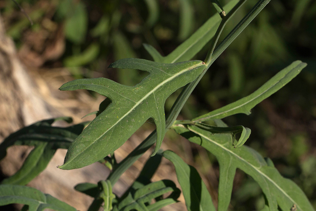 Launaea cornuta Launaea cornuta