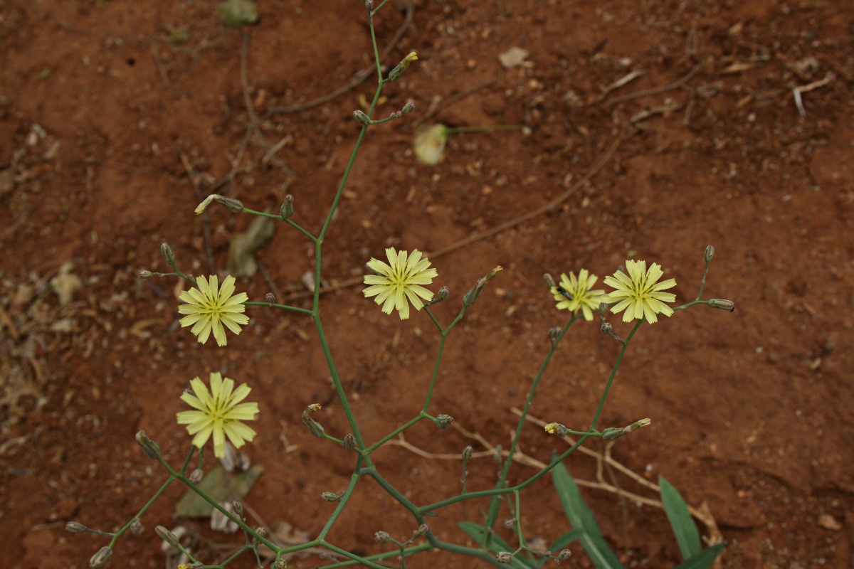 Launaea cornuta Launaea cornuta