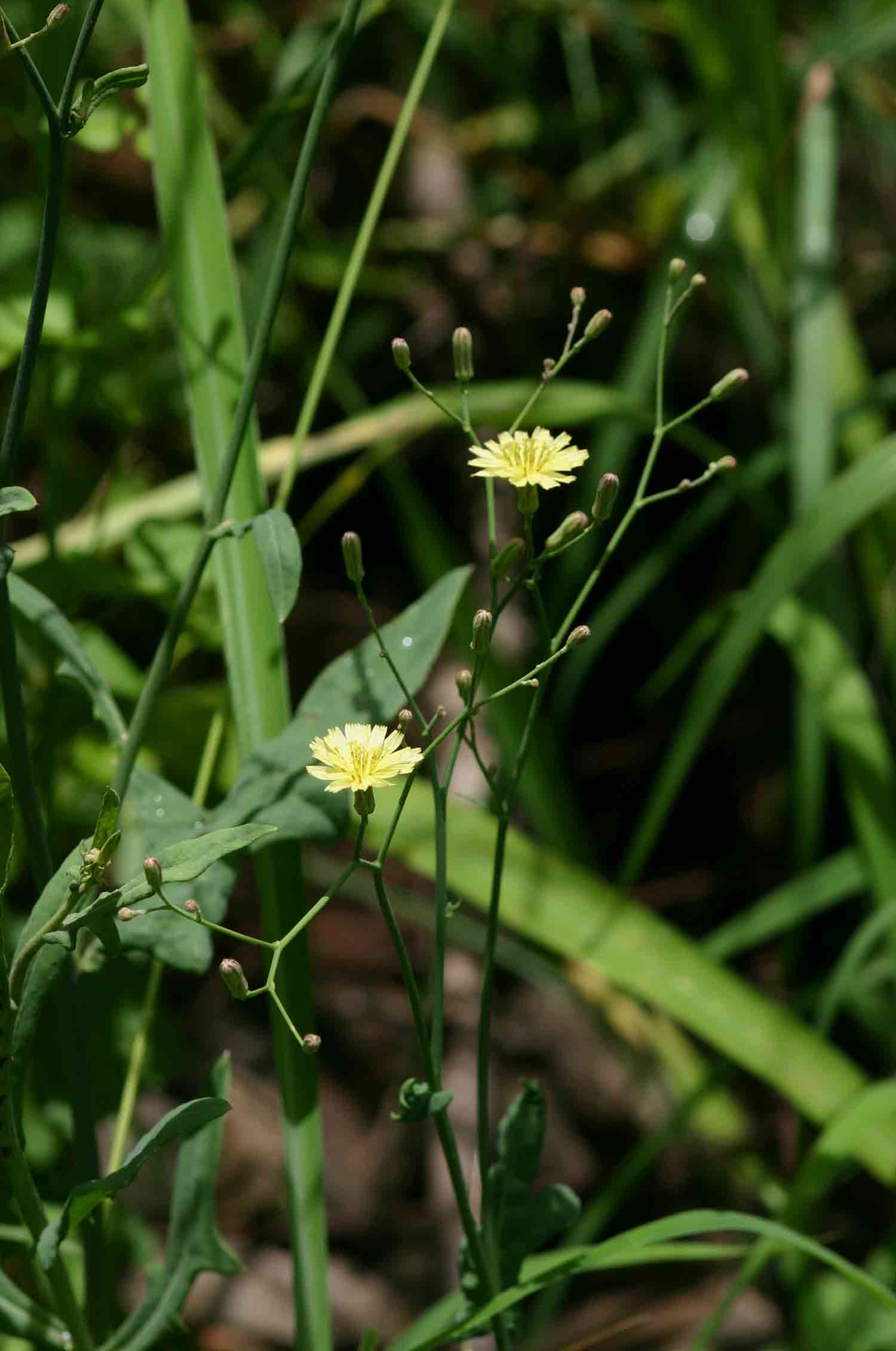 Launaea cornuta Launaea cornuta