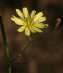 Launaea cornuta