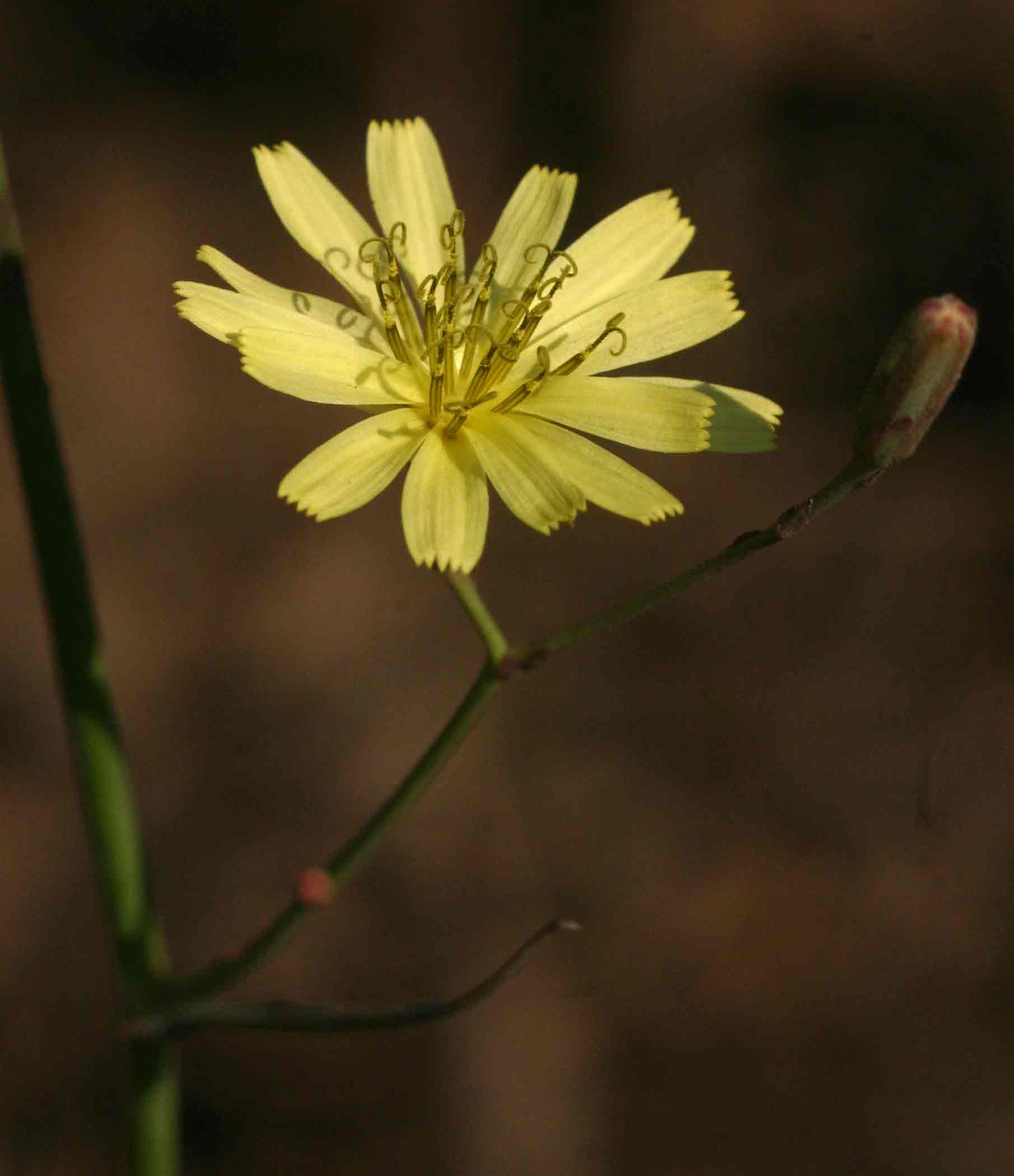 Launaea cornuta Launaea cornuta