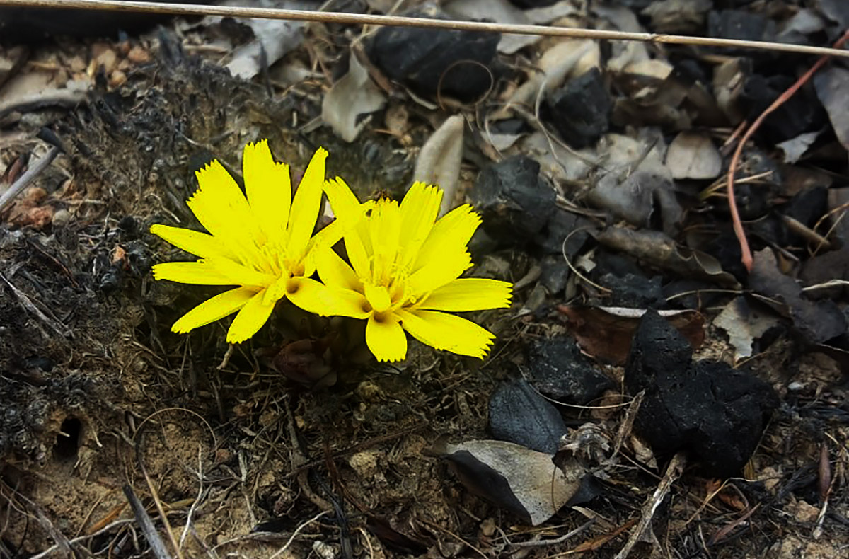 Launaea nana Launaea nana