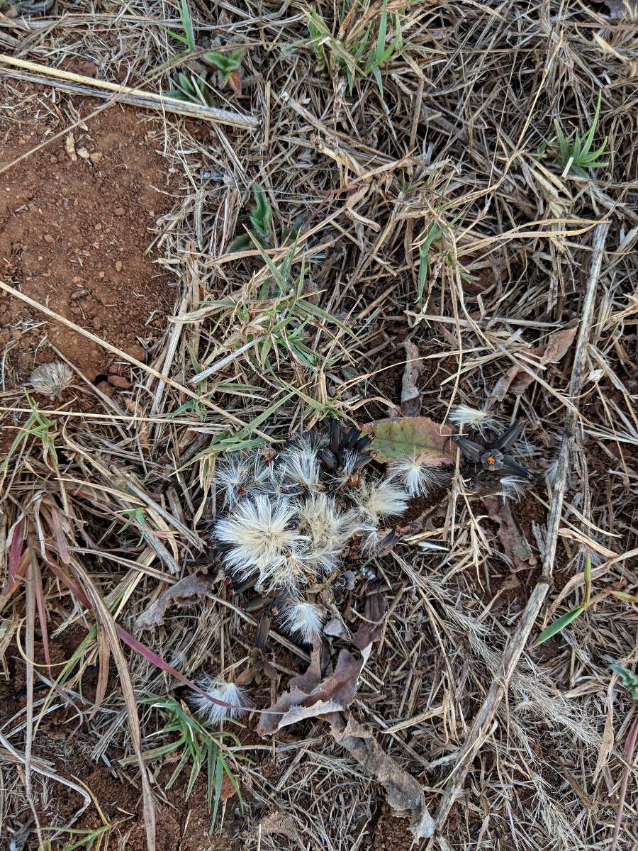 Launaea nana Launaea nana