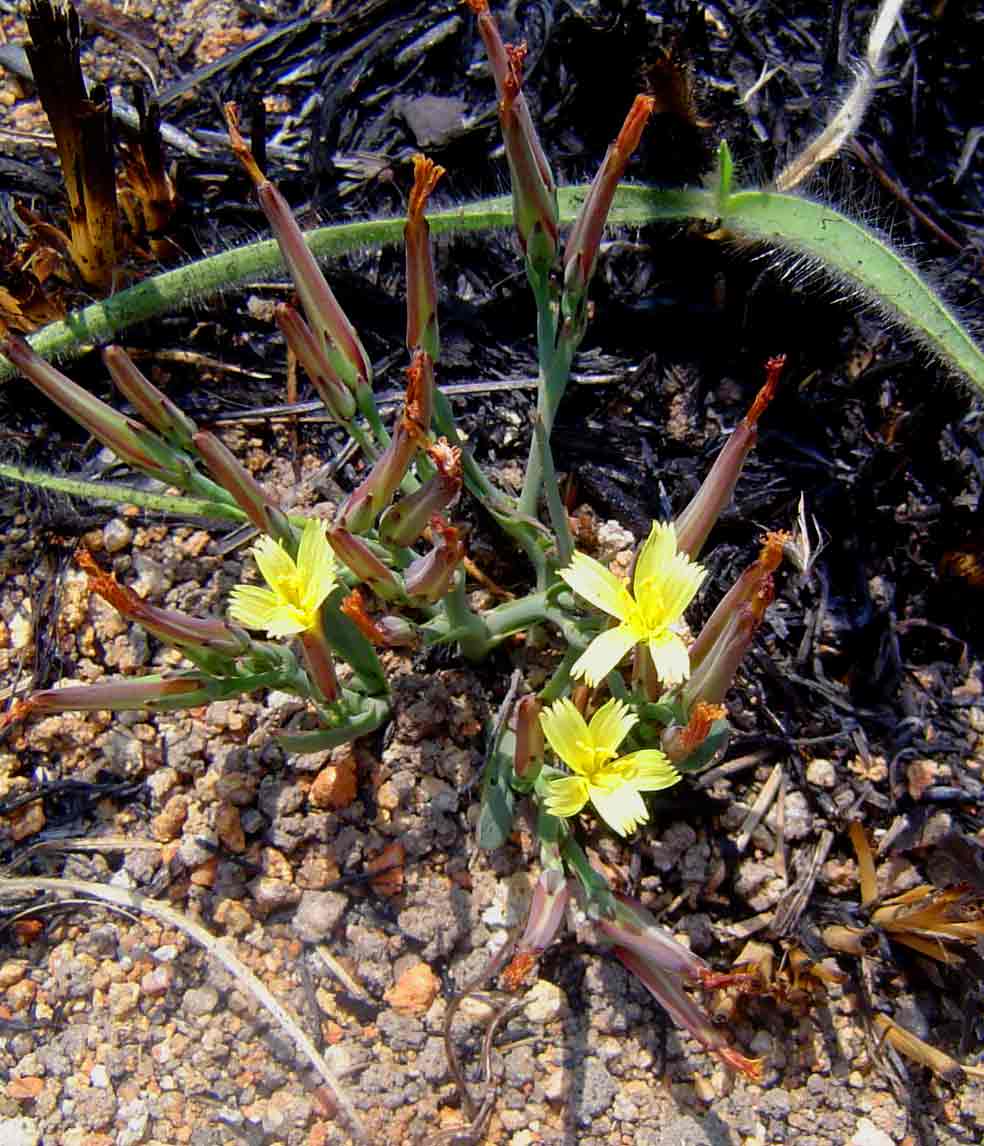 Launaea rarifolia Launaea rarifolia
