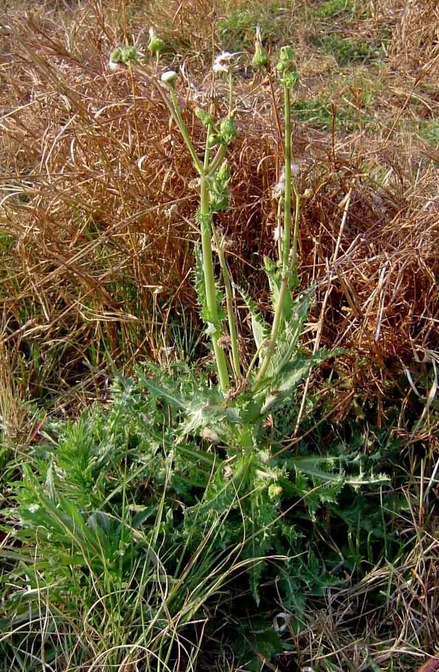 Sonchus asper subsp. asper Sonchus asper subsp. asper