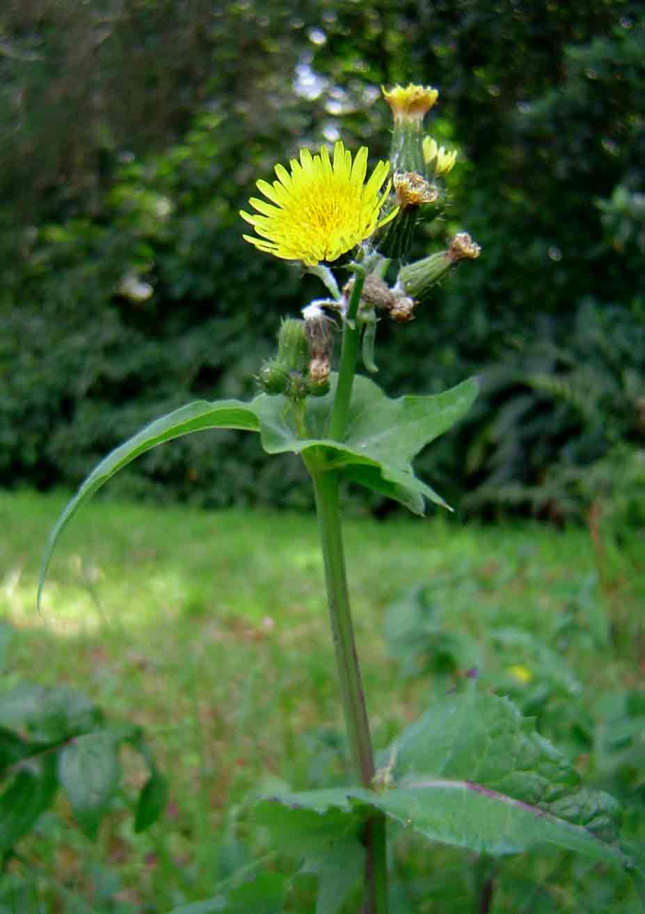Sonchus oleraceus Sonchus oleraceus