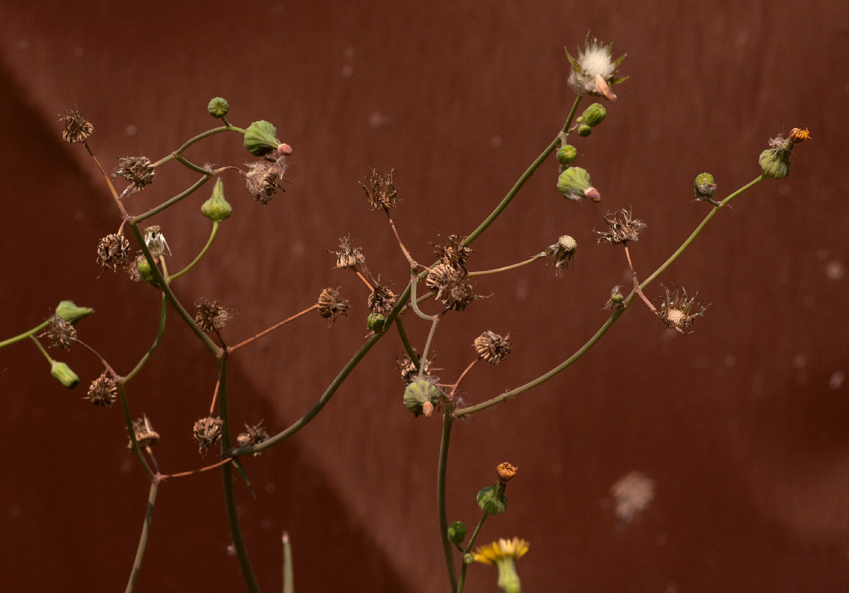 Sonchus oleraceus Sonchus oleraceus