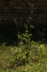Sonchus oleraceus