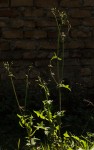 Sonchus oleraceus