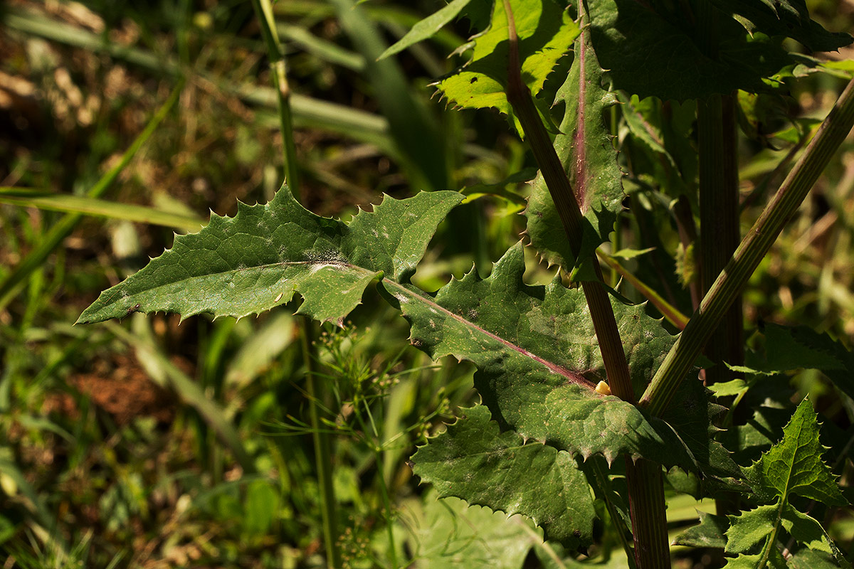 Sonchus oleraceus Sonchus oleraceus