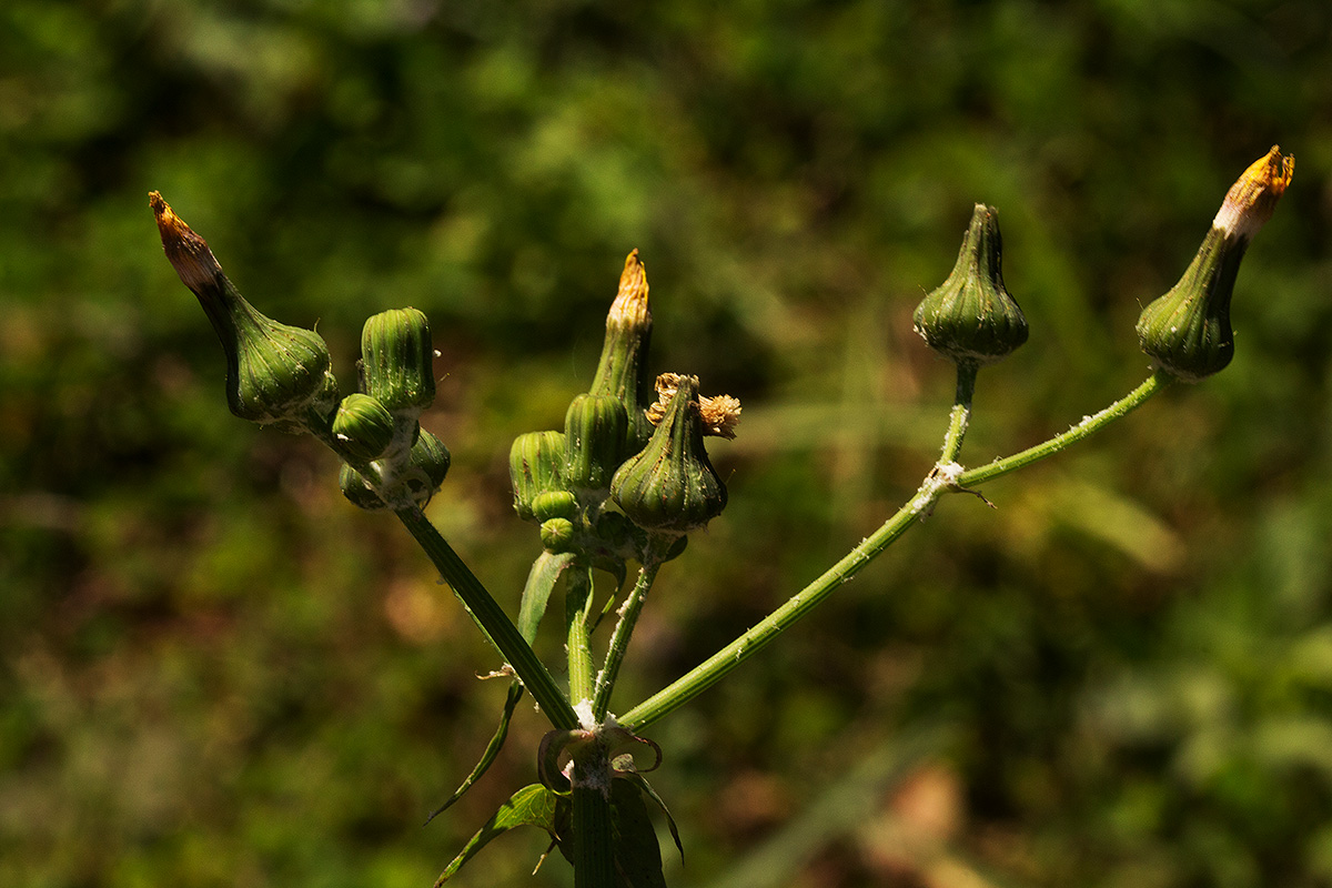 Sonchus oleraceus Sonchus oleraceus