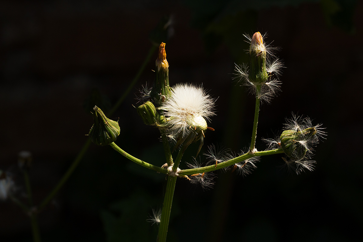 Sonchus oleraceus Sonchus oleraceus
