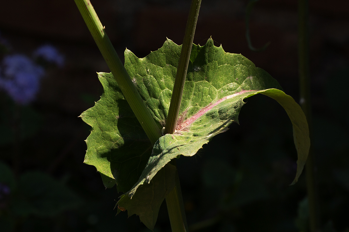 Sonchus oleraceus Sonchus oleraceus