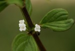 Hexasepalum sarmentosum