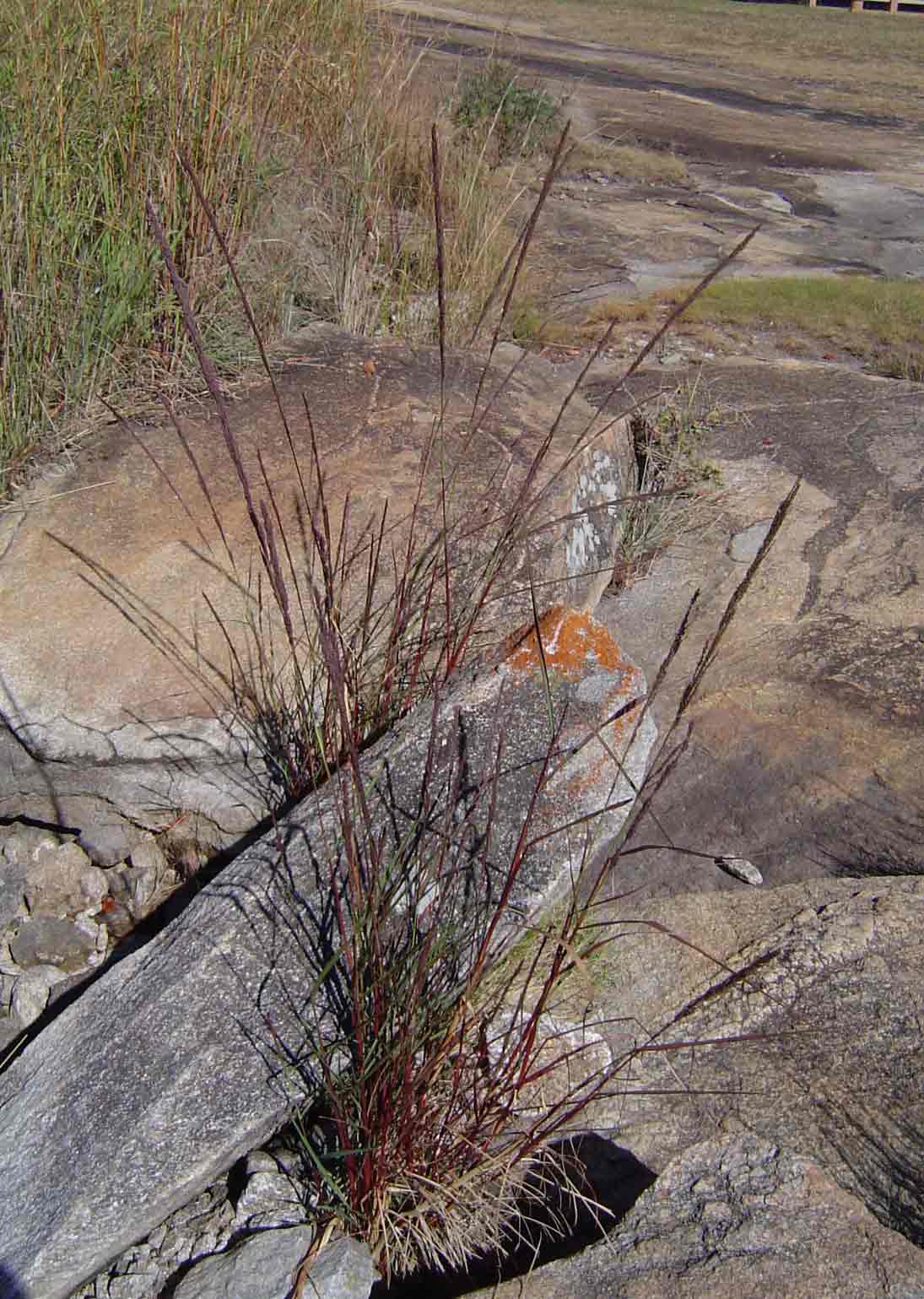 Eragrostis japonica Eragrostis japonica