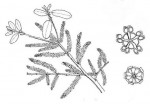 Hymenocardia acida