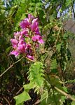 Acanthus polystachyus