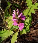 Acanthus polystachyus