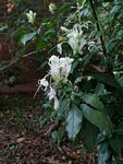 Whitfieldia elongata