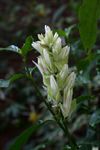 Whitfieldia elongata