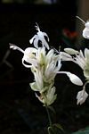 Whitfieldia elongata