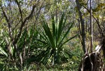 Furcraea foetida