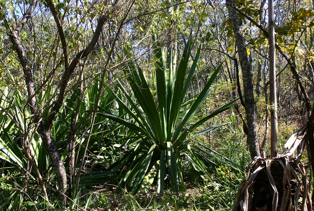 Furcraea foetida