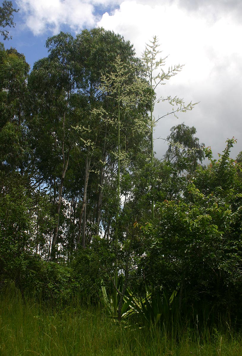 Furcraea foetida