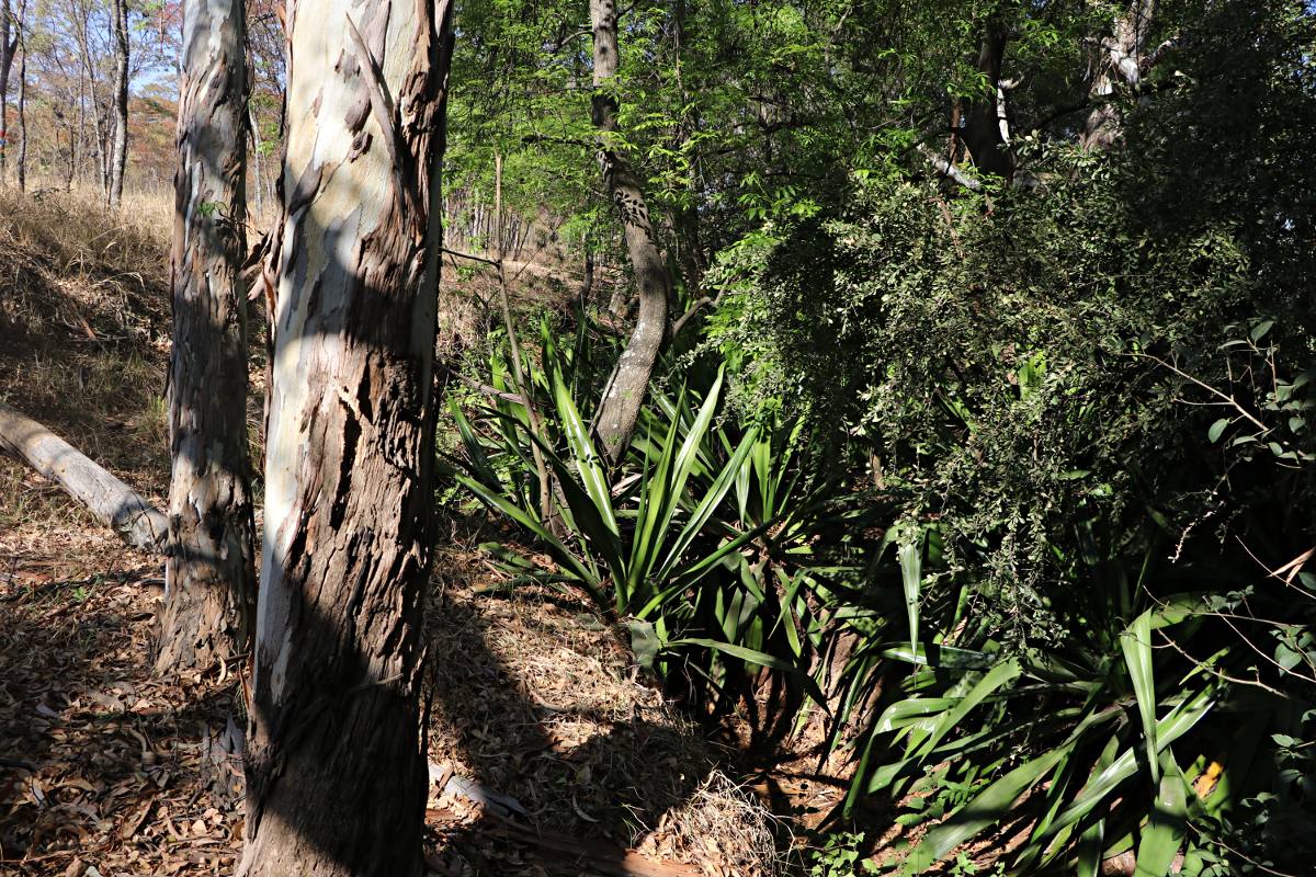 Furcraea foetida