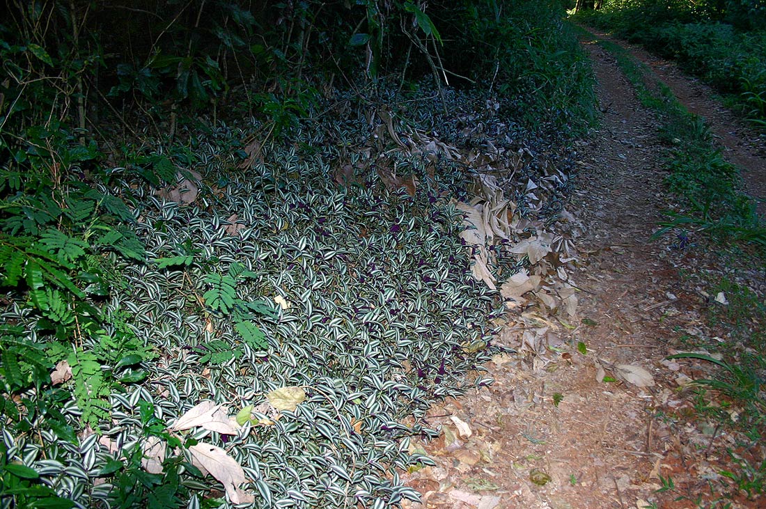 Tradescantia zebrina