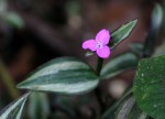 Tradescantia zebrina
